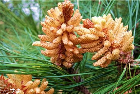 松花粉發(fā)霉了還能吃嗎 建議不要吃 松花粉發(fā)霉了還能吃嗎 建議不要吃