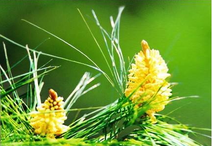 松花粉多少錢一斤2018 最新價格行情 松花粉多少錢一斤2018 最新價格行情