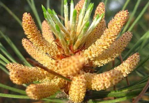 松花粉多少錢一斤2018 最新價格行情 松花粉多少錢一斤2018 最新價格行情