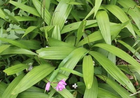 白芨可以泡酒嗎 白芨泡酒技巧 白芨可以泡酒嗎 白芨泡酒技巧