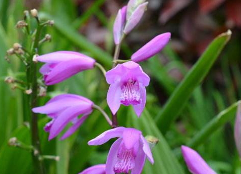 白芨可以泡酒嗎 白芨泡酒技巧 白芨可以泡酒嗎 白芨泡酒技巧