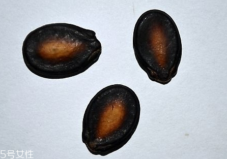 西瓜子和葵花籽哪個好 各有優(yōu)劣 西瓜子和葵花籽哪個好 各有優(yōu)劣