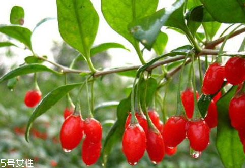 沙棘和枸杞能一起吃嗎 沙棘和枸杞的吃法 沙棘和枸杞能一起吃嗎 沙棘和枸杞的吃法