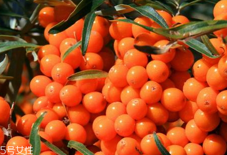 沙棘可以治便秘嗎 沙棘治便秘的偏方 沙棘可以治便秘嗎 沙棘治便秘的偏方