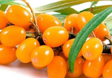 沙棘可以治便秘嗎 沙棘治便秘的偏方 沙棘可以治便秘嗎 沙棘治便秘的偏方