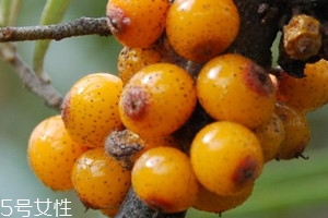 沙棘可以治便秘嗎 沙棘治便秘的偏方 沙棘可以治便秘嗎 沙棘治便秘的偏方