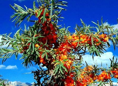 沙棘哪些人不能吃 沙棘的食用宜忌 沙棘哪些人不能吃 沙棘的食用宜忌