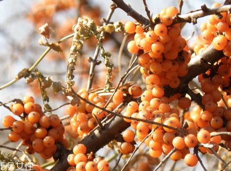 沙棘哪些人不能吃 沙棘的食用宜忌 沙棘哪些人不能吃 沙棘的食用宜忌