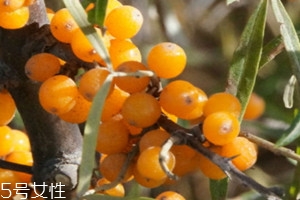 沙棘哪些人不能吃 沙棘的食用宜忌 沙棘哪些人不能吃 沙棘的食用宜忌