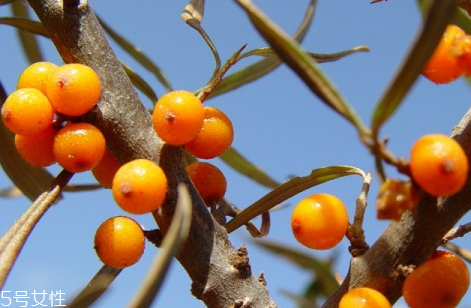 沙棘可以排濕氣嗎 沙棘排濕寒原理 沙棘可以排濕氣嗎 沙棘排濕寒原理