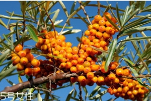 沙棘可以排濕氣嗎 沙棘排濕寒原理 沙棘可以排濕氣嗎 沙棘排濕寒原理