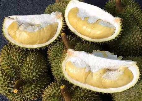 甲侖榴蓮是哪里的特產(chǎn) 甲侖榴蓮的產(chǎn)地 甲侖榴蓮是哪里的特產(chǎn) 甲侖榴蓮的產(chǎn)地