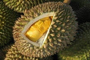 甲侖榴蓮是哪里的特產(chǎn) 甲侖榴蓮的產(chǎn)地 甲侖榴蓮是哪里的特產(chǎn) 甲侖榴蓮的產(chǎn)地