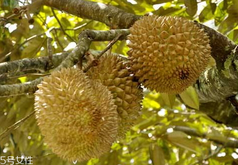 馬來西亞榴蓮是幾月 馬來西亞榴蓮成熟時間 馬來西亞榴蓮是幾月 馬來西亞榴蓮成熟時間