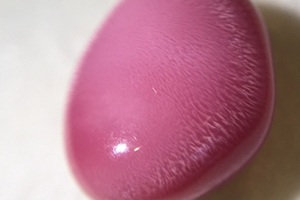 海螺珍珠價格多少錢一顆？海螺珍珠市場行情