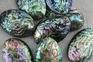 鮑魚珍珠多少錢一顆？鮑魚珍珠市場價值