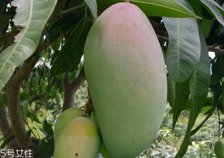 金煌芒和水仙芒的區(qū)別 金煌芒和水仙芒哪個好吃 金煌芒和水仙芒的區(qū)別 金煌芒和水仙芒哪個好吃