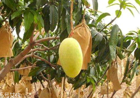 金煌芒和水仙芒的區(qū)別 金煌芒和水仙芒哪個好吃 金煌芒和水仙芒的區(qū)別 金煌芒和水仙芒哪個好吃