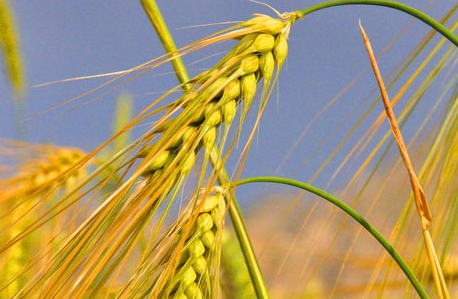 青稞是大麥嗎？青稞是小麥嗎