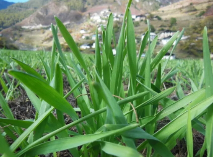 青稞是薏仁嗎？青稞和薏仁大有不同
