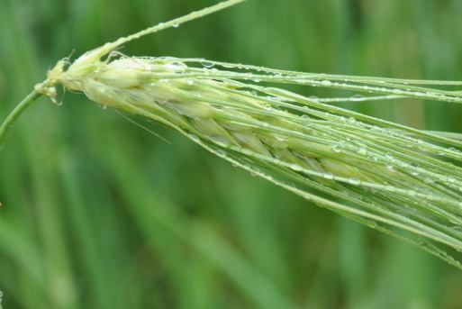 青稞是薏仁嗎？青稞和薏仁大有不同