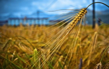 青稞是涼性嗎？青稞是熱性嗎？