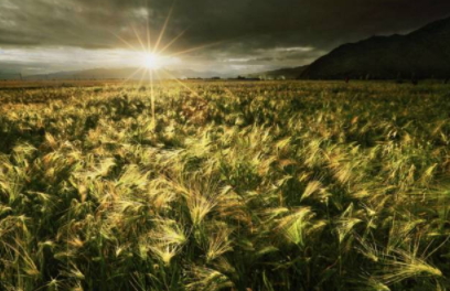 青稞是涼性嗎？青稞是熱性嗎？