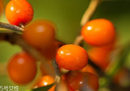 沙棘茶一天喝幾次 沙棘茶的用量 沙棘茶一天喝幾次 沙棘茶的用量