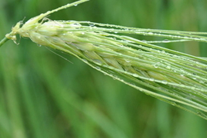 青稞是大麥嗎？青稞是小麥嗎