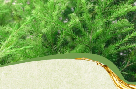 茶樹(shù)精油可以治灰指甲嗎？茶樹(shù)精油怎么治灰指甲