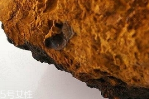 樺樹茸為什么中國禁止？樺樹茸國內(nèi)能買到嗎？