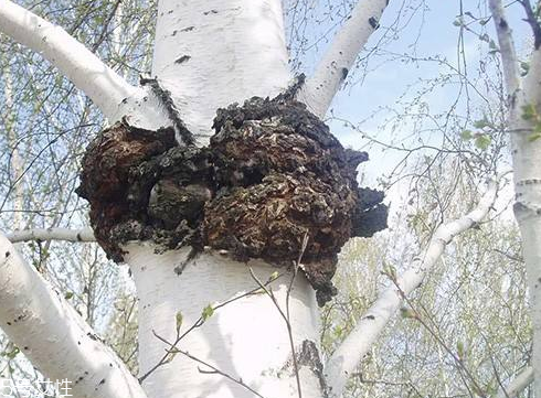 樺樹茸為什么中國禁止？樺樹茸國內(nèi)能買到嗎？