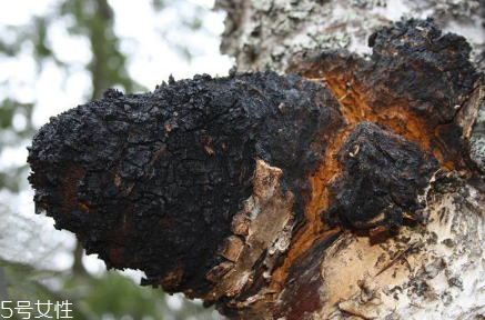 樺樹茸為什么中國禁止？樺樹茸國內(nèi)能買到嗎？