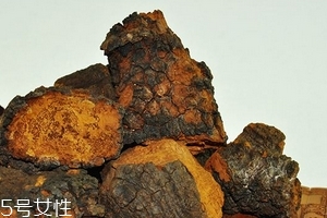 樺樹茸怎么泡水喝？樺樹茸泡水喝法