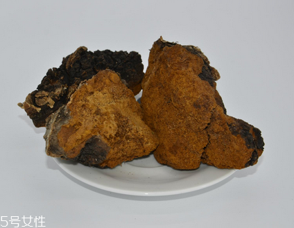 樺樹茸怎么泡水喝？樺樹茸泡水喝法