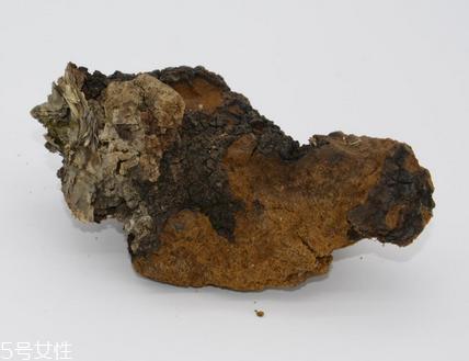 樺樹茸怎么泡水喝？樺樹茸泡水喝法