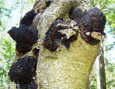 樺樹茸是中藥嗎？樺樹茸屬于中藥嗎