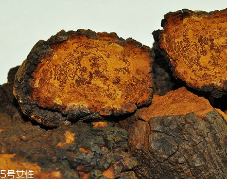 樺樹茸是樹黃嗎？樺樹茸屬于什么