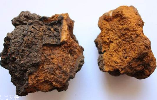 樺樹茸是樹黃嗎？樺樹茸屬于什么