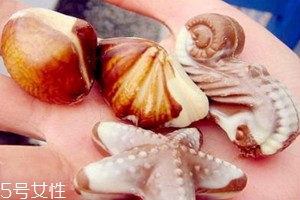 貝殼巧克力是什么牌子 貝殼巧克力品牌 貝殼巧克力是什么牌子 貝殼巧克力品牌