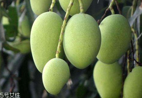 芒果樹(shù)在北方能種植嗎 芒果樹(shù)的種植要求 芒果樹(shù)在北方能種植嗎 芒果樹(shù)的種植要求