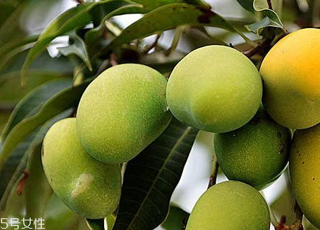 芒果樹(shù)在北方能種植嗎 芒果樹(shù)的種植要求 芒果樹(shù)在北方能種植嗎 芒果樹(shù)的種植要求