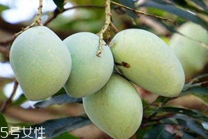 芒果樹(shù)在北方能種植嗎 芒果樹(shù)的種植要求 芒果樹(shù)在北方能種植嗎 芒果樹(shù)的種植要求