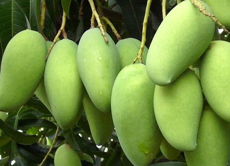 芒果樹(shù)幾年結(jié)果 芒果樹(shù)的生長(zhǎng)周期