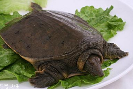 野生甲魚怎么殺 野生甲魚的處理方法 野生甲魚怎么殺 野生甲魚的處理方法