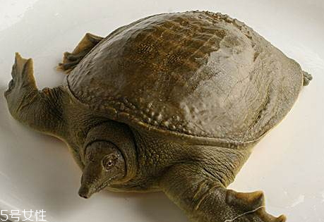 野生甲魚怎么殺 野生甲魚的處理方法 野生甲魚怎么殺 野生甲魚的處理方法