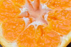 耙耙柑多少錢一斤？耙耙柑市為什么那么貴