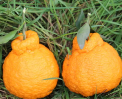 耙耙柑上火嗎？耙耙柑是熱性還是涼性