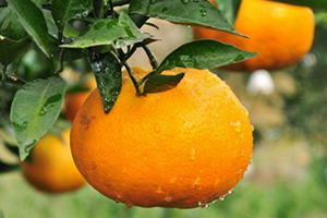 耙耙柑上火嗎？耙耙柑是熱性還是涼性