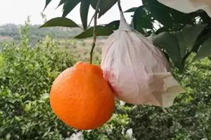 春見為什么叫耙耙柑？春見和耙耙柑區(qū)別